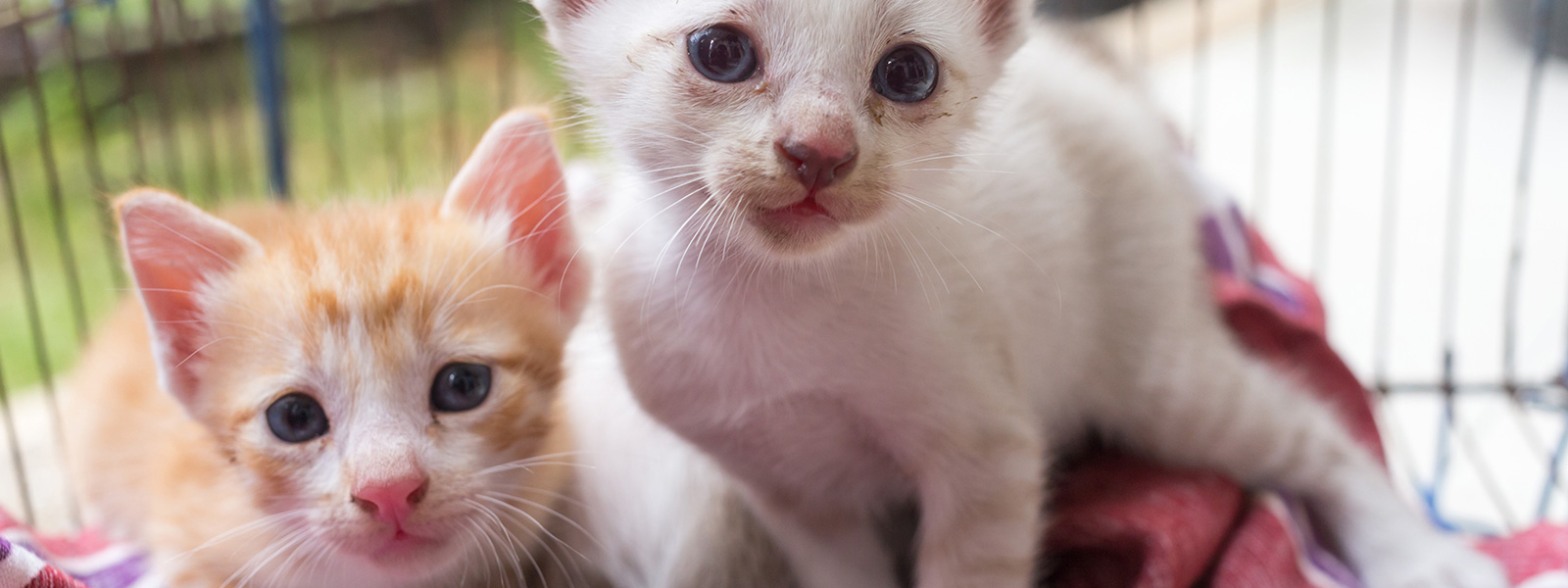 Kitten Adoption in Melbourne