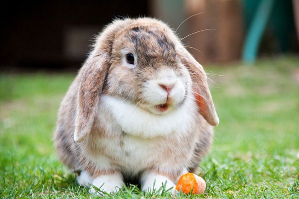 Fun Rabbit Facts - Vets on Parker