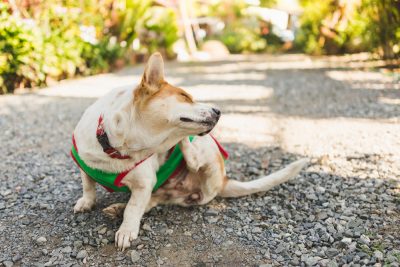 jindo is ill with infectious canine hepatitis