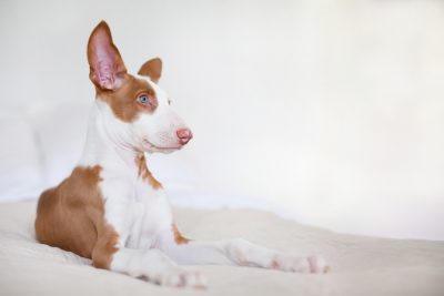 can ear infections in dogs cause hearing loss