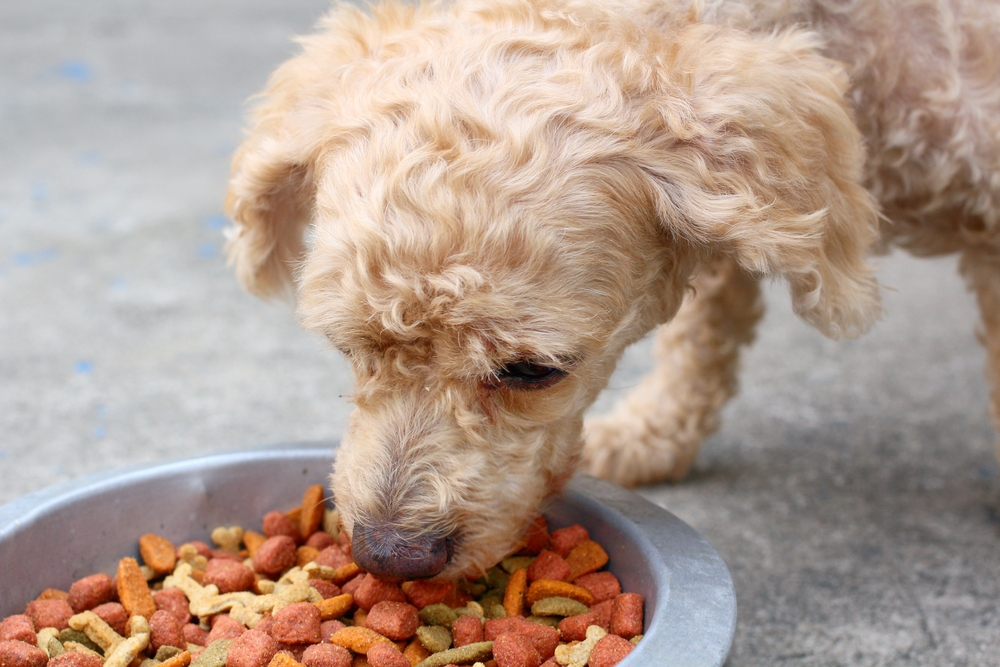 when can puppies start eating dry food