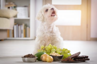 Natural foods clearance dogs can eat