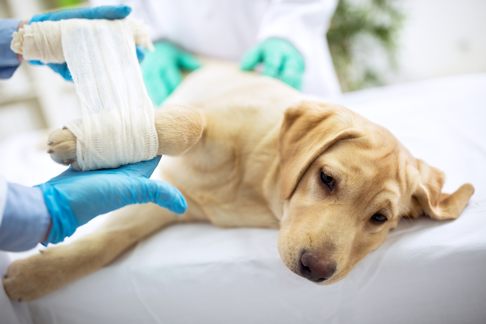 do dogs need anesthesia for ultrasound