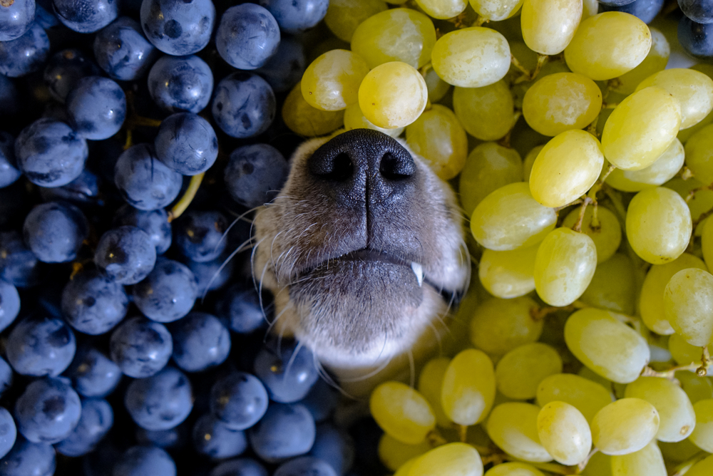 are blueberry toxic to dogs