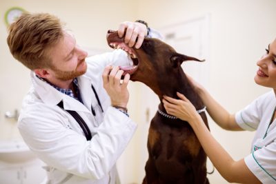 can old dogs get their teeth cleaned