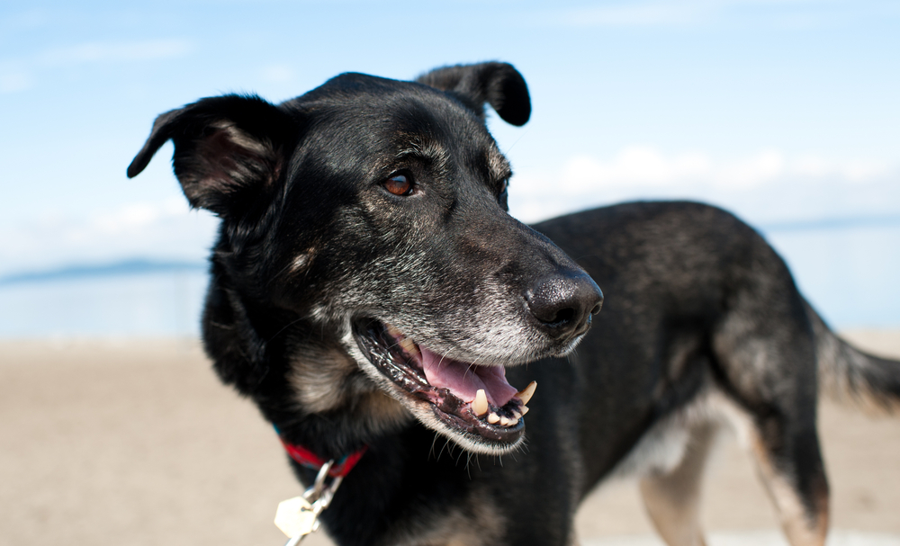 how to clean an old dogs teeth