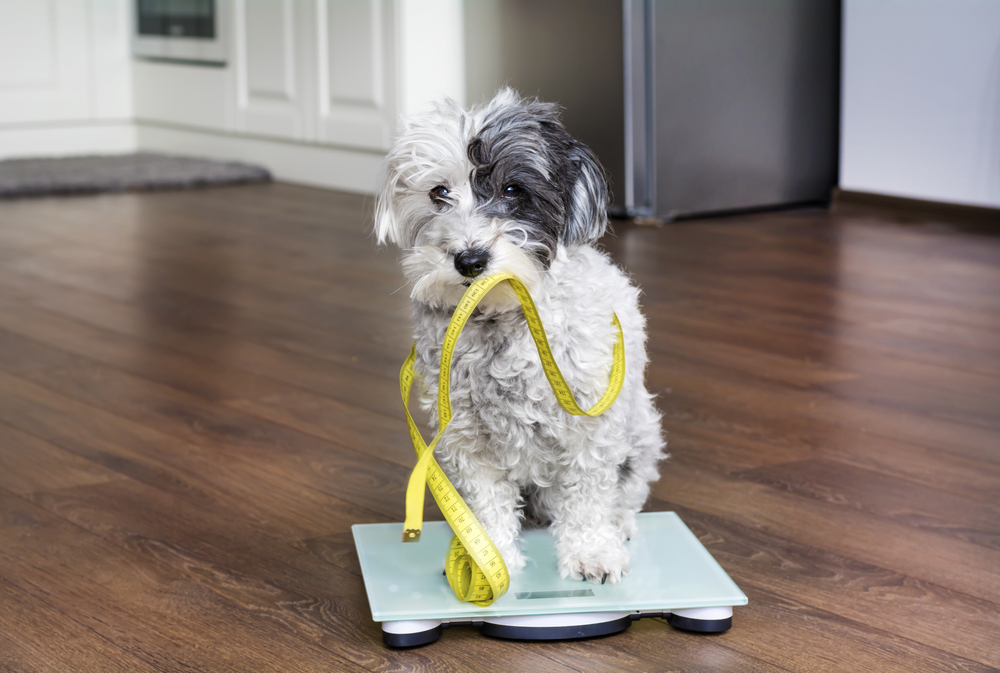 A Pet's Guide To Weight Loss