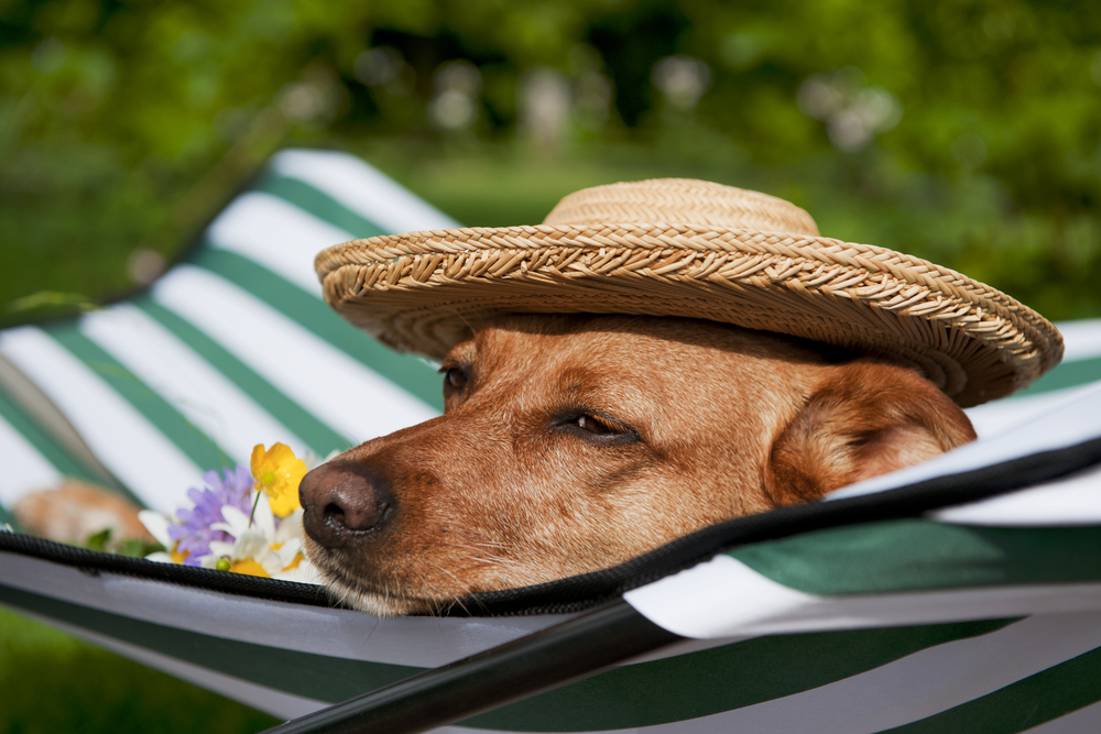 Protecting Your Pets From The Sun - Vets on Parker