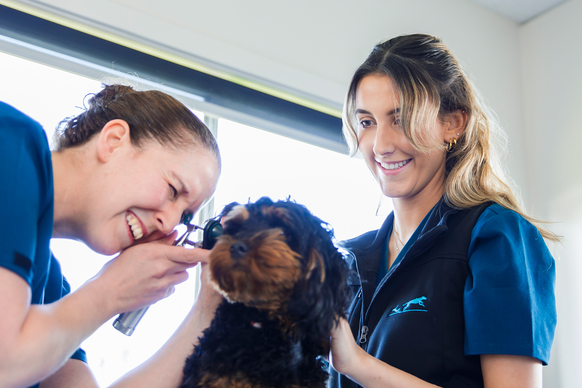 Vets treating dog at vet clinic
